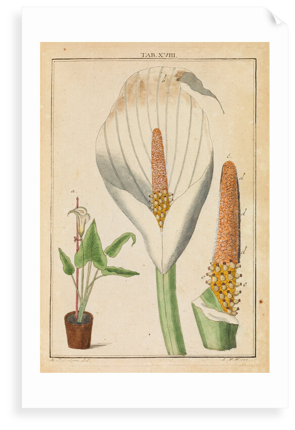 Arum lily by Martin Frobene Ledermuller