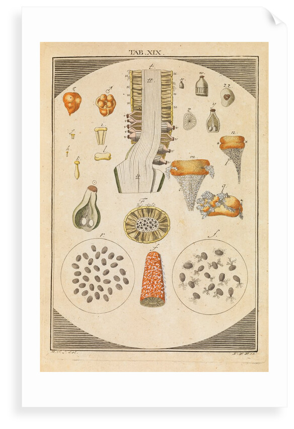 Arum lily dissected by Martin Frobene Ledermuller