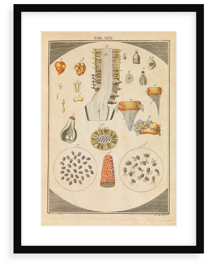 Arum lily dissected by Martin Frobene Ledermuller