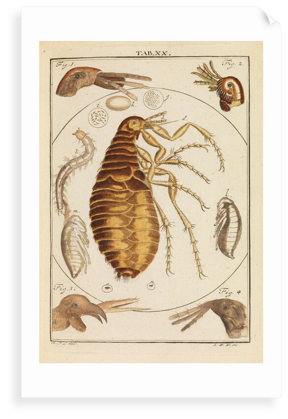 Fleas by Martin Frobene Ledermuller