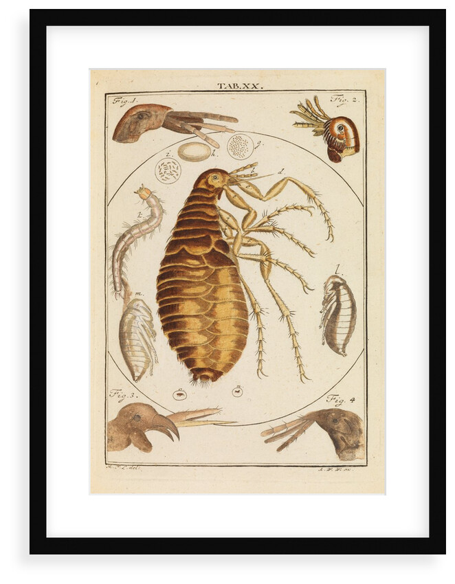 Fleas by Martin Frobene Ledermuller