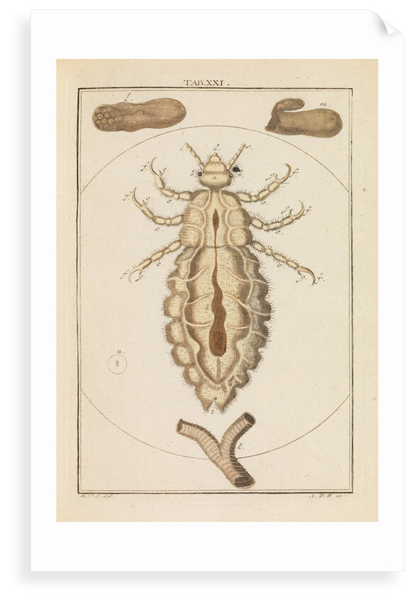 Head louse by Martin Frobene Ledermuller