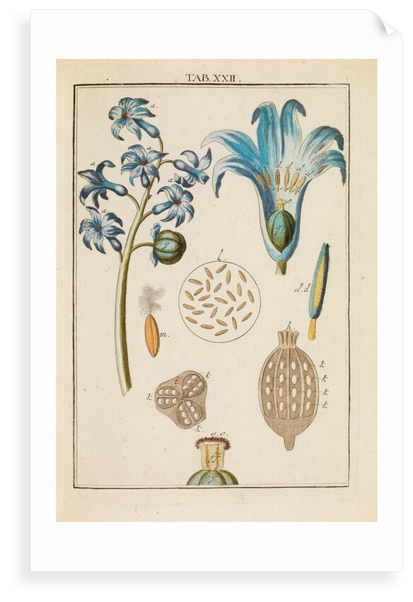Blue hyacinth pollen by Martin Frobene Ledermuller