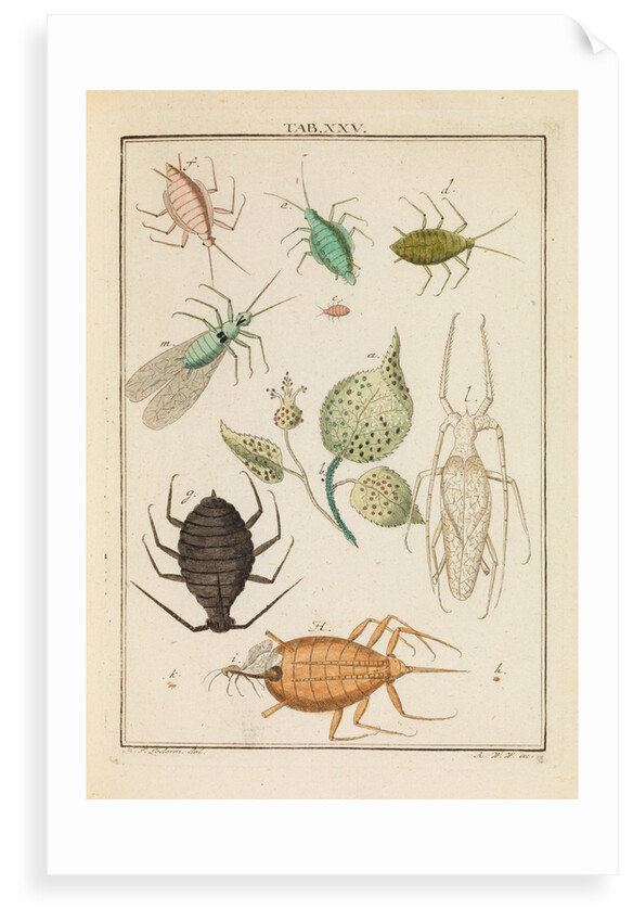 Aphids by Martin Frobene Ledermuller