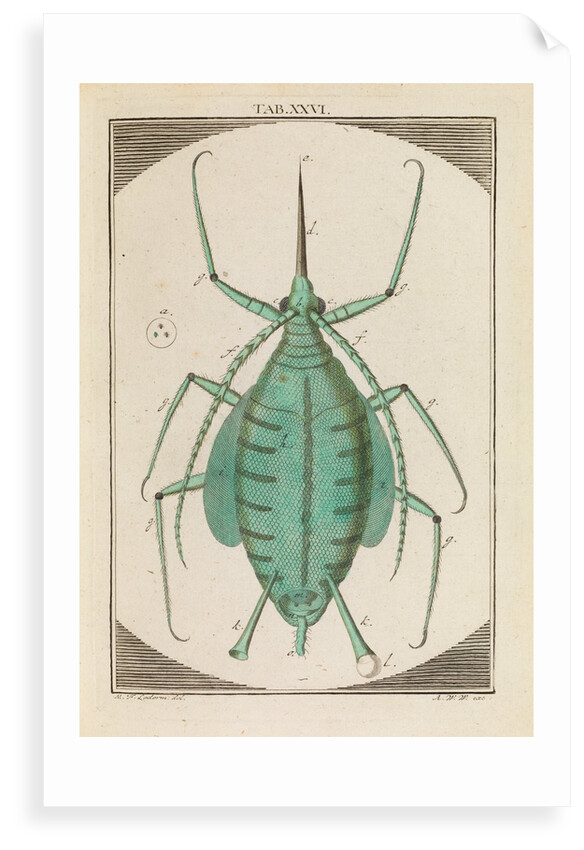 Aphid by Martin Frobene Ledermuller