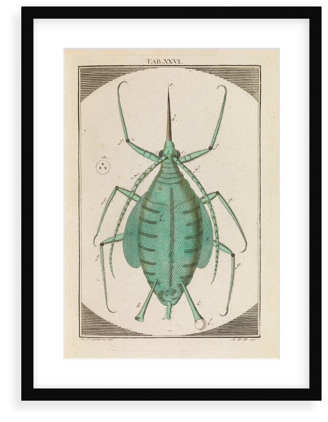 Aphid by Martin Frobene Ledermuller