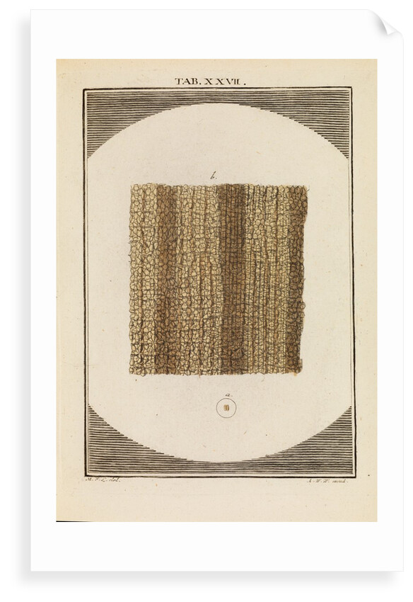 Cork by Martin Frobene Ledermuller