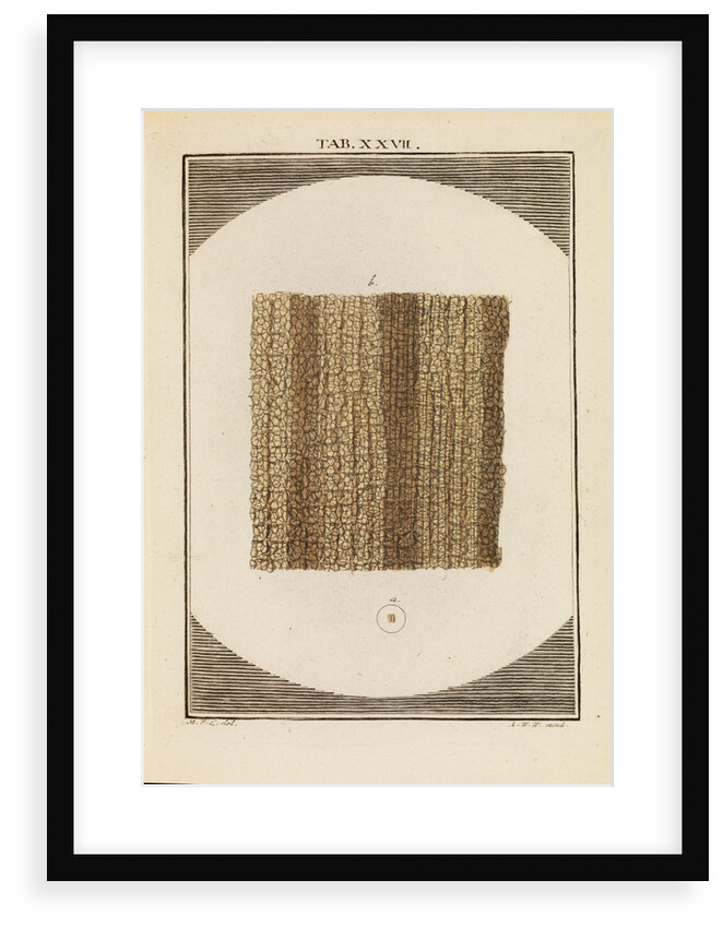 Cork by Martin Frobene Ledermuller