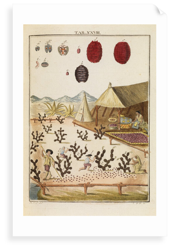 Cochineal by Martin Frobene Ledermuller