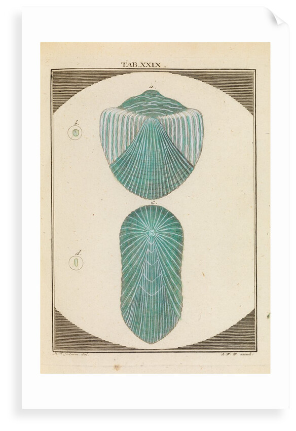 Fish scales by Martin Frobene Ledermuller