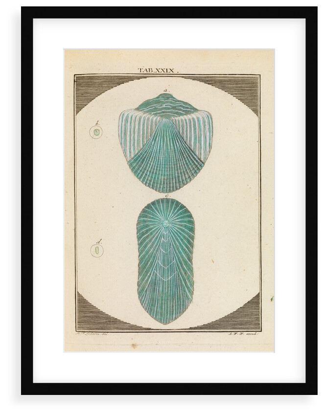 Fish scales by Martin Frobene Ledermuller