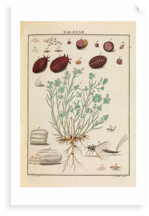 ‘Cocchus Polonicus’ by Martin Frobene Ledermuller