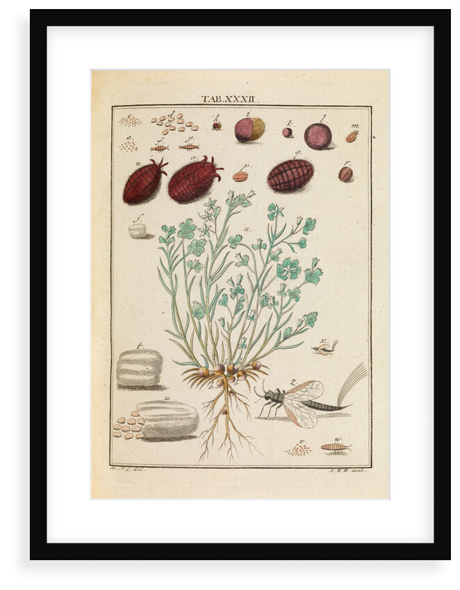 ‘Cocchus Polonicus’ by Martin Frobene Ledermuller