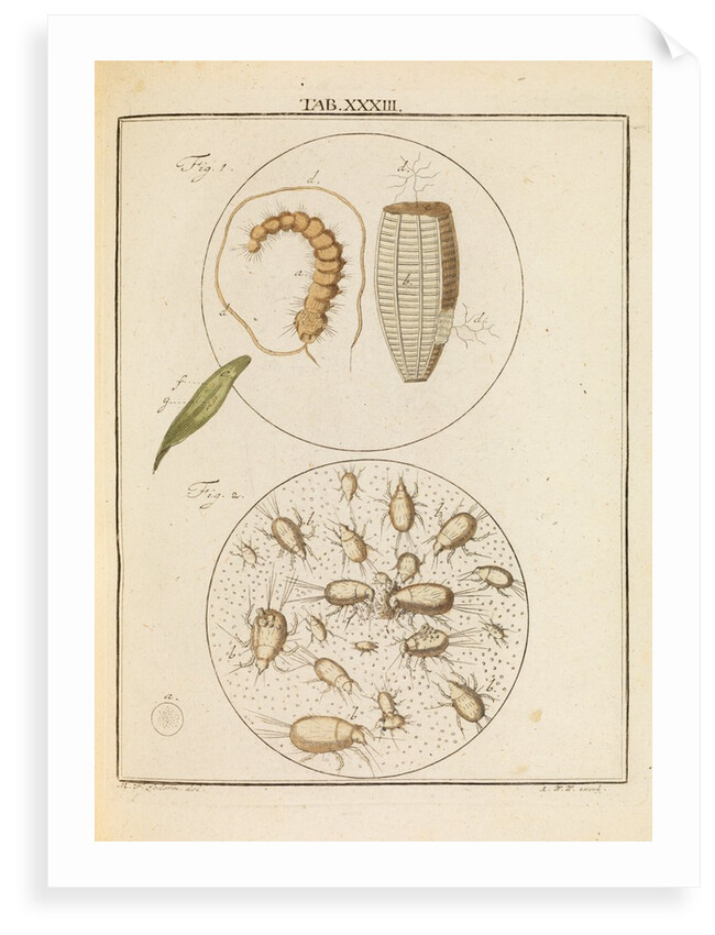 Caterpillar and flour mites by Martin Frobene Ledermuller
