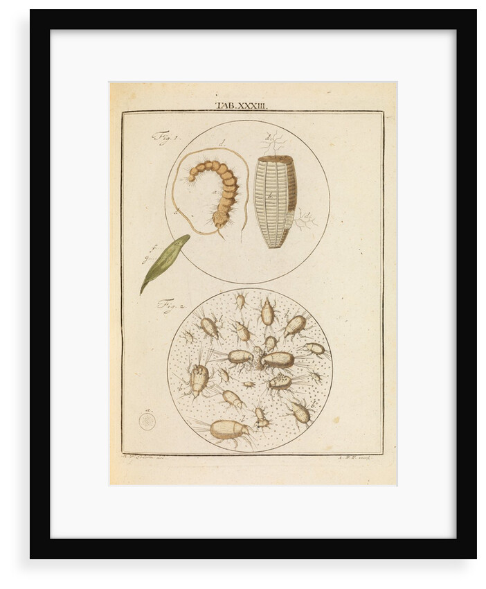 Caterpillar and flour mites by Martin Frobene Ledermuller