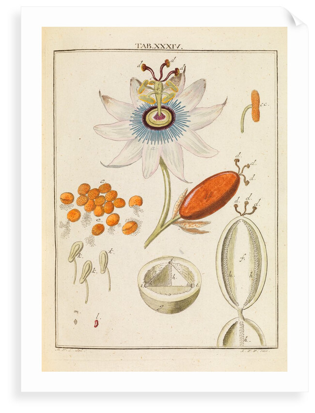 Passion flower pollen by Martin Frobene Ledermuller