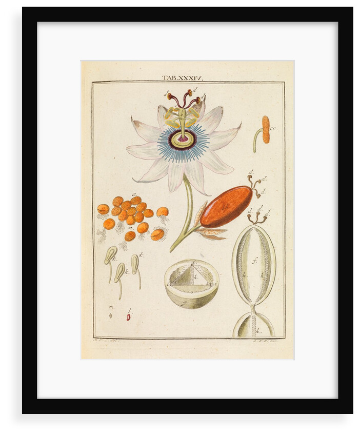 Passion flower pollen by Martin Frobene Ledermuller