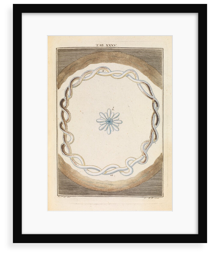 Coral salt by Martin Frobene Ledermuller