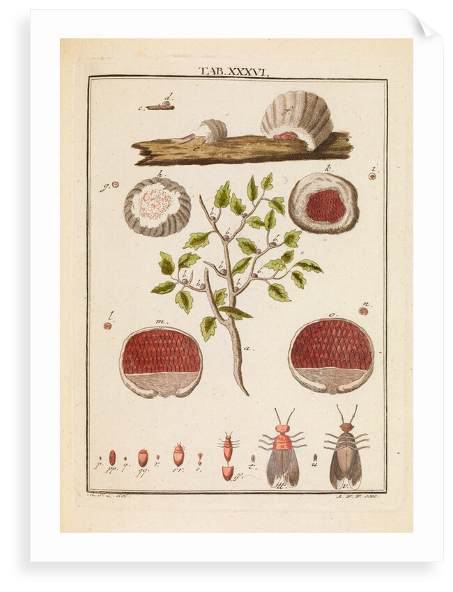 Kermes insect by Martin Frobene Ledermuller