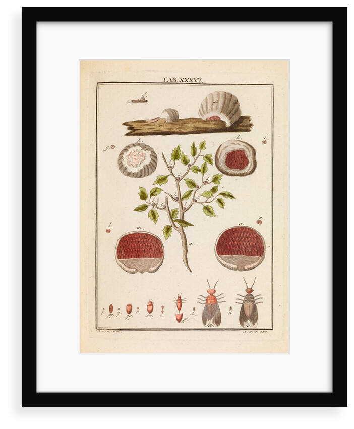 Kermes insect by Martin Frobene Ledermuller