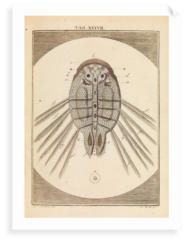 Carp louse by Martin Frobene Ledermuller