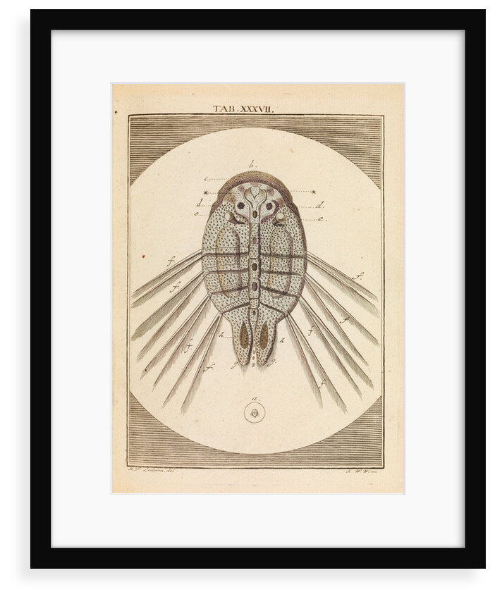 Carp louse by Martin Frobene Ledermuller