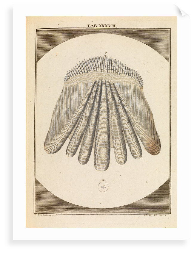 Perch scale by Martin Frobene Ledermuller