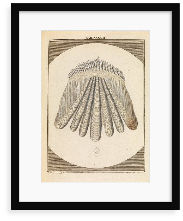 Perch scale by Martin Frobene Ledermuller