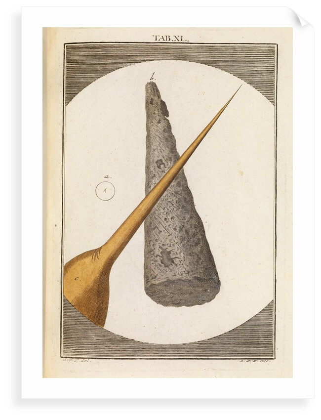 Needle tip and bee stinger by Martin Frobene Ledermuller