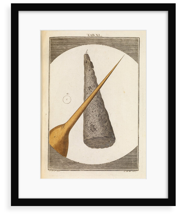 Needle tip and bee stinger by Martin Frobene Ledermuller