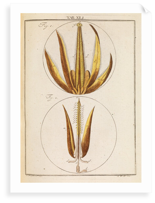 Bee proboscis and stinger by Martin Frobene Ledermuller