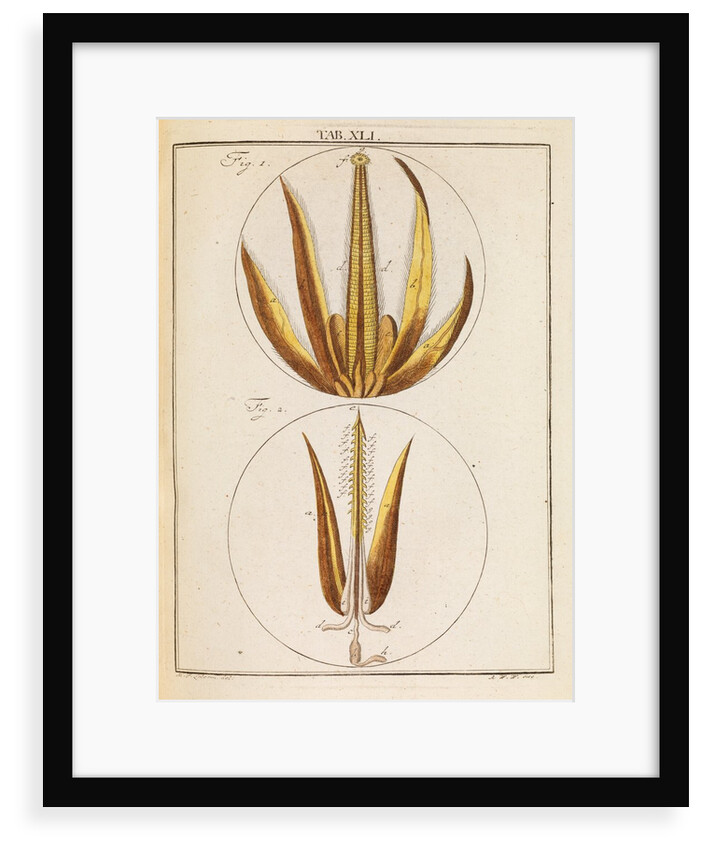 Bee proboscis and stinger by Martin Frobene Ledermuller