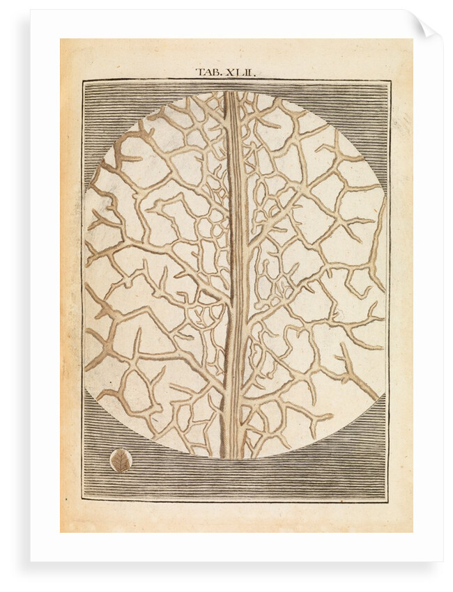 Pear leaf structure by Martin Frobene Ledermuller