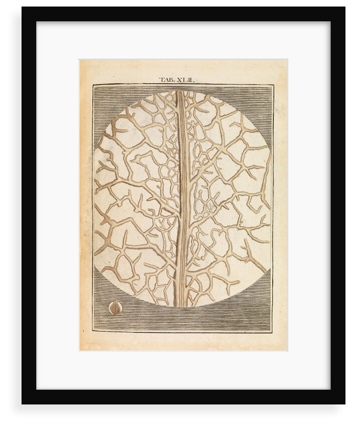 Pear leaf structure by Martin Frobene Ledermuller