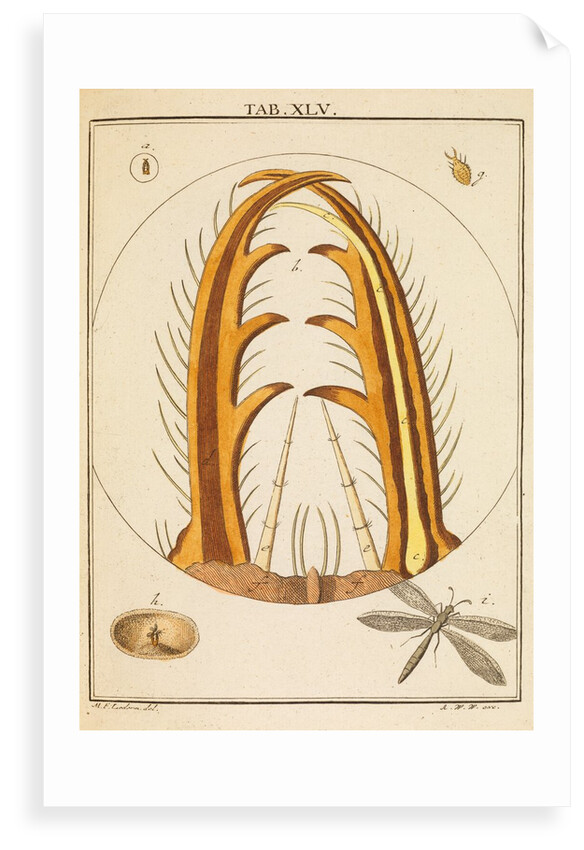 Antlion jaws by Martin Frobene Ledermuller