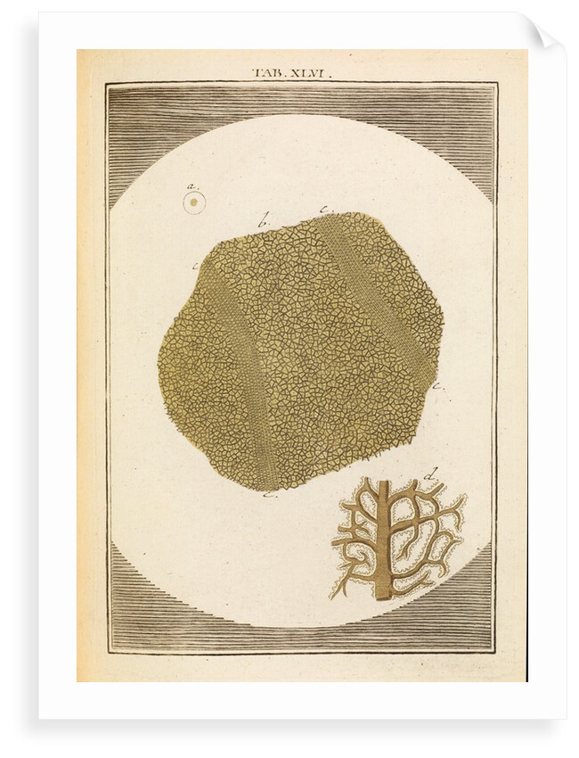 Leaf surface by Martin Frobene Ledermuller