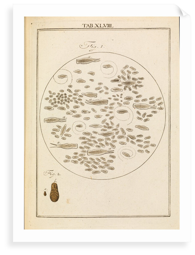 Micro-organisms by Martin Frobene Ledermuller