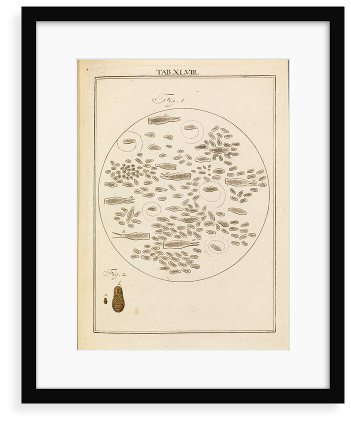 Micro-organisms by Martin Frobene Ledermuller