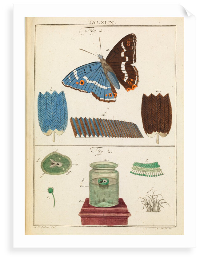 Butterfly wings and mould by Martin Frobene Ledermuller