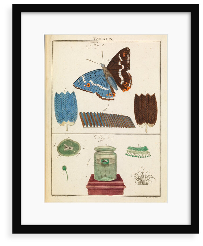 Butterfly wings and mould by Martin Frobene Ledermuller