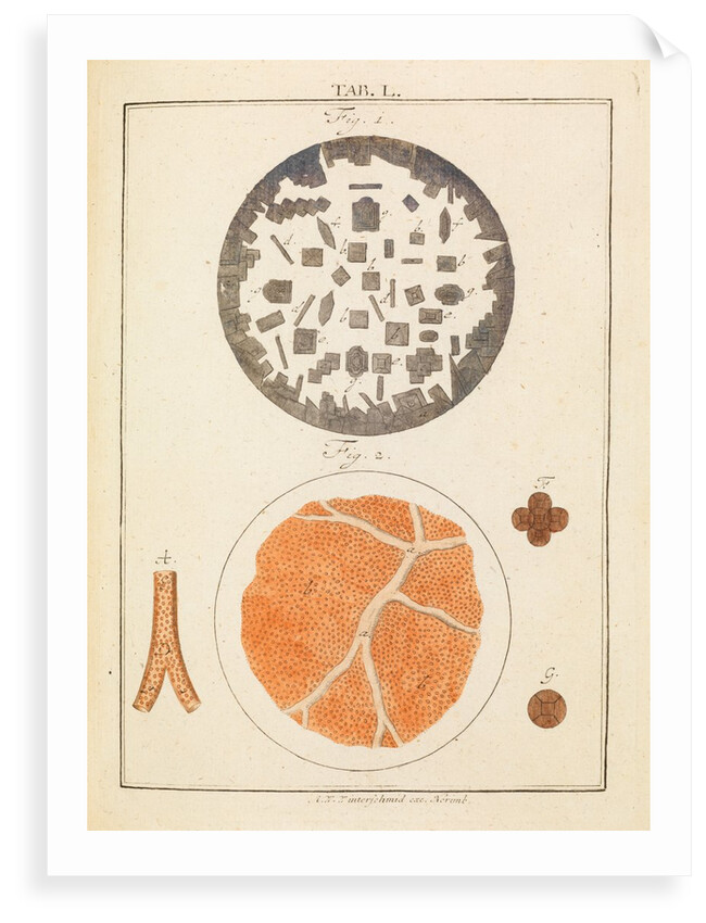 Rochelle salt and blood by Martin Frobene Ledermuller