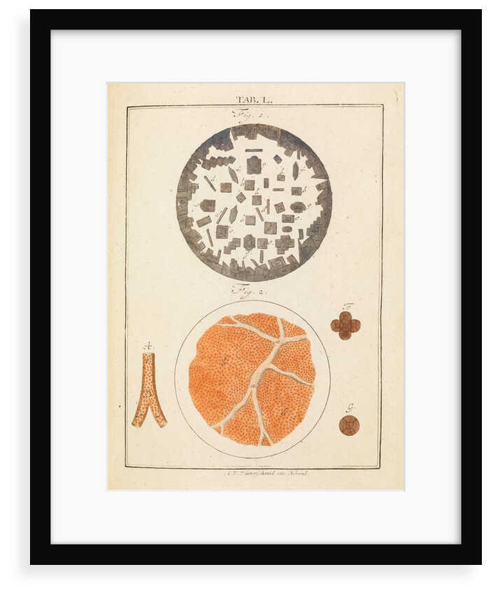 Rochelle salt and blood by Martin Frobene Ledermuller