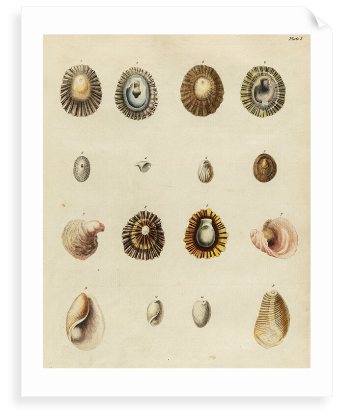 Shell specimens by Emanuel Mendes da Costa