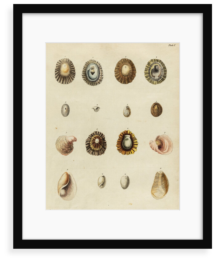 Shell specimens by Emanuel Mendes da Costa