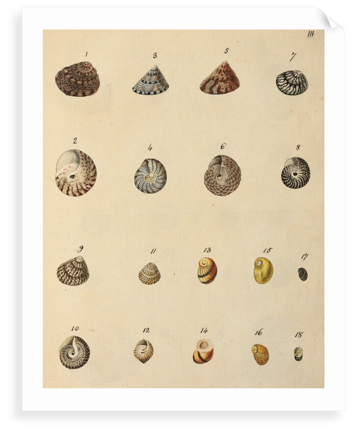 Shell specimens by Emanuel Mendes da Costa