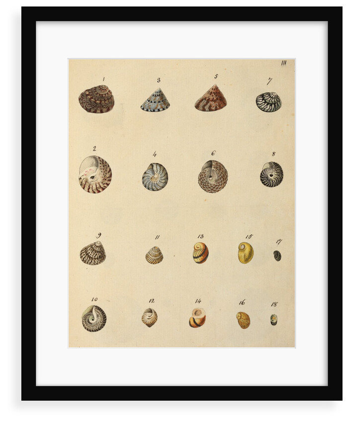 Shell specimens by Emanuel Mendes da Costa