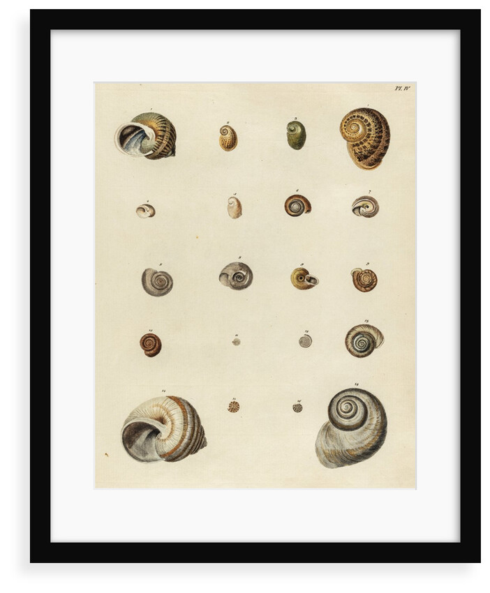 Snail shell specimens by Emanuel Mendes da Costa