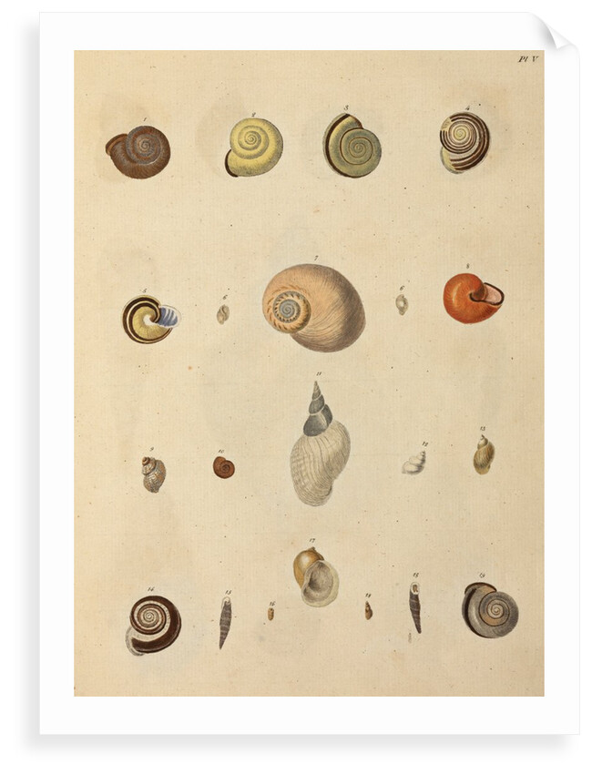 Snail shell specimens by Emanuel Mendes da Costa