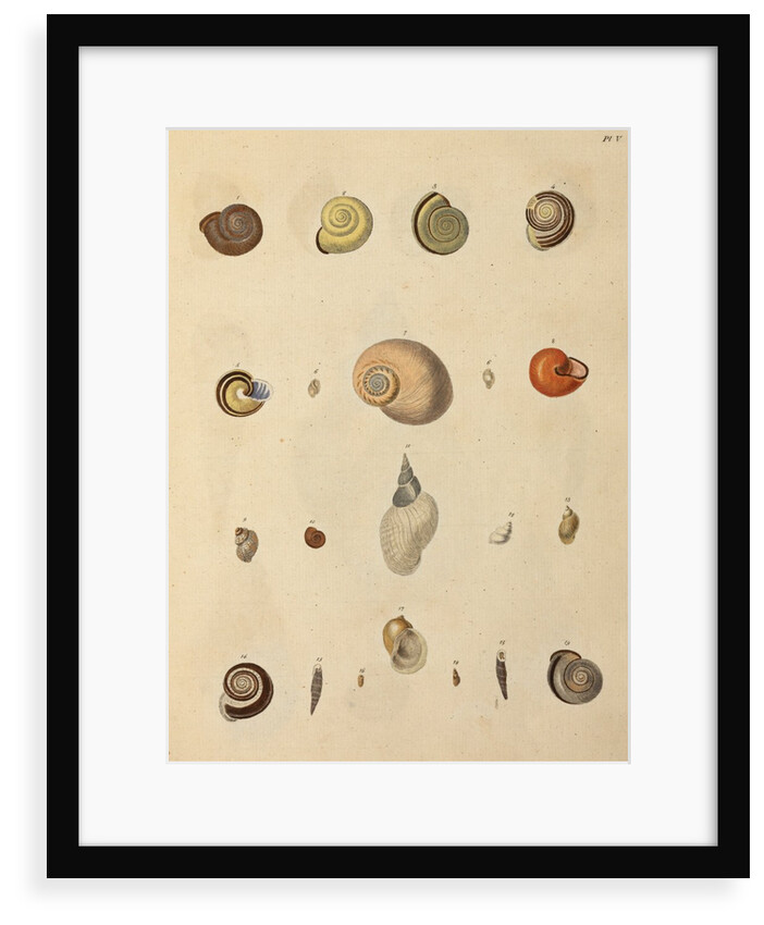 Snail shell specimens by Emanuel Mendes da Costa
