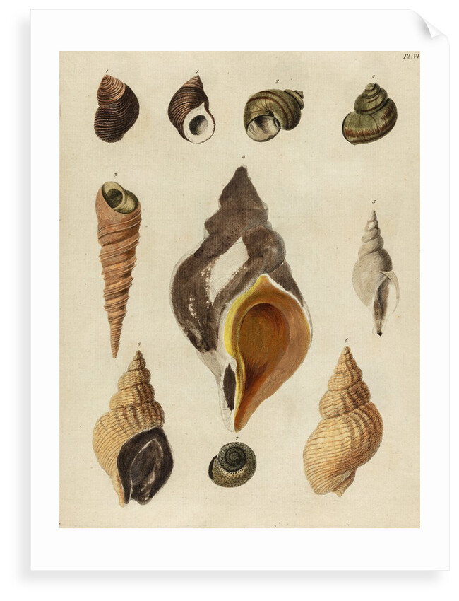 Shell specimens by Emanuel Mendes da Costa